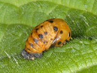 Coccinella septempunctata #07635 : Coccinella septempunctata, seven-spotted ladybug, Zevenstippelig lieveheersbeestje, Pupa
