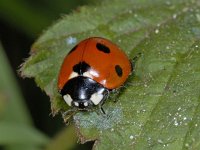 Coccinella septempunctata #02323 : Coccinella septempunctata, seven-spotted ladybug, Zevenstippelig lieveheersbeestje