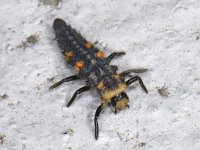 Coccinella septempunctata #06833 : Coccinella septempunctata, seven-spotted ladybug, Zevenstippelig lieveheersbeestje, Larva