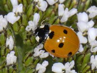 Coccinella septempunctata #07542 : Coccinella septempunctata, seven-spotted ladybug, Zevenstippelig lieveheersbeestje