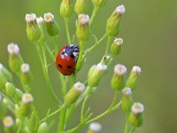 Coccinella septempunctata 49, Zevenstippelig Lieveheersbeestje, Saxifraga-Tom Heijnen