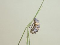 Coccinella septempunctata 6, Zevenstippelig lieveheersbeestje, larva, Saxifraga-Pieter van Breugel