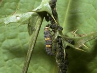 Coccinella septempunctata 9, Zevenstippelig lieveheersbeestje, larva, Saxifraga-Pieter van Breugel