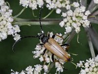 Corymbia rubra, Longhorned Beetle