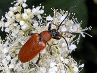 Corymbia rubra #03627 : Corymbia rubra, Red Longhorn Beetle, Rode smalbok, female