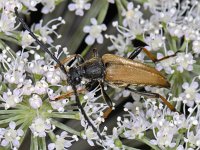 Corymbia rubra #08712 : Corymbia rubra, Red Longhorn Beetle, Rode smalbok, male