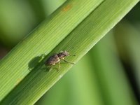 Crioceris asparagi 3, Blauwe aspergekever, Saxifraga-Tom Heijnen