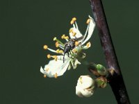 Curculio villosus 2, Eikengalboorder, Saxifraga-Frits Bink