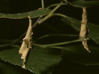 Deporaus betulae, Birch Leaf Roller