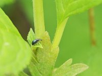 Deporaus betulae 16, Berkensigarenmaker, Saxifraga-Tom Heijnen