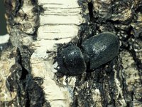 Dorcus parallelipipedus, Lesser Steg Beetle