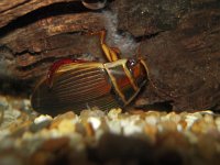 Dytiscus marginalis 2, Gewone geelgerande waterkever, Saxifraga-Al Vrezec - kopie