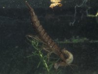 Dytiscus marginalis 6, Gewone geelgerande waterkever, larva, Saxifraga-Frits Bink