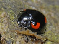 Exochomus quadripustulatus #05846 : Exochomus quadripustulatus, Pine Ladybird Beetle, Viervleklieveheersbeestje