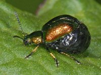 Gastrophysa viridula, Green Dock Leaf Beetle