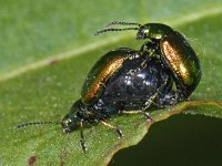 Gastrophysa viridula #06899 : Gastrophysa viridula, Green Dock Beetle, Groen zuringhaantje, copula