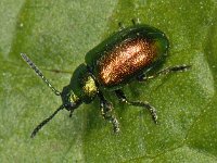 Gastrophysa viridula #06980 : Gastrophysa viridula, Green Dock Beetle, Groen zuringhaantje, male