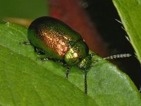 Gastrophysa viridula #08047 : Gastrophysa viridula, Green Dock Beetle, Groen zuringhaantje