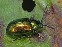 Gastrophysa viridula #09299 : Gastrophysa viridula, Green Dock Beetle, Groen zuringhaantje