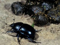 Geotrupes stercorosus, Dor Beetle