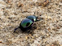 Geotrupes vernalis 2, Voorjaarsmestkever, Saxifraga-Bart Vastenhouw