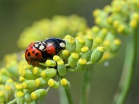 Harmonia axyridis 50, Veelkleurig Aziatisch lieveheersbeestje, Saxifraga-Tom Heijnen