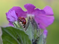 Harmonia axyridis 51, Veelkleurig Aziatisch lieveheersbeestje, Saxifraga-Tom Heijnen