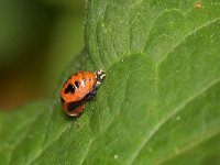 Harmonia axyridis 52, Veelkleurig Aziatisch lieveheersbeestje, Saxifraga-Tom Heijnen