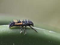 Harmonia axyridis 53, Veelkleurig Aziatisch lieveheersbeestje, Saxifraga-Tom Heijnen