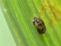 Harmonia axyridis 55, Veelkleurig Aziatisch lieveheersbeestje, Saxifraga-Tom Heijnen