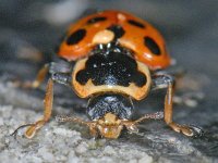 Hippodamia tredecimpunctata 01 #09998 : Hippodamia tredecimpunctata, Thirteen-spotted lady beetle, Dertienstippelig lieveheersbeestje