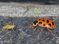 Hippodamia tredecimpunctata 01 #10002 : Hippodamia tredecimpunctata, Thirteen-spotted lady beetle, Dertienstippelig lieveheersbeestje