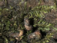 Lamprohiza splendidula 10, Kleine glimworm, ex larva, Saxifraga-Frits Bink