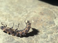 Lamprohiza splendidula 2, Kleine glimworm, Saxifraga-Frits Bink