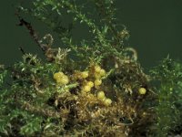 Lamprohiza splendidula 7, Kleine glimworm, eggs, Saxifraga-Frits Bink