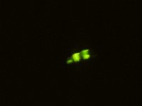 Lampyris noctiluca, Glow Worm