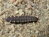 Lampyris noctiluca 3, Grote glimworm, larva, Saxifraga-Pieter van Breugel