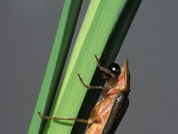 Lampyris zenkeri 10, ex larva, Saxifraga-Frits Bink