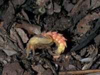 Lampyris zenkeri 11, ex larva, Saxifraga-Frits Bink