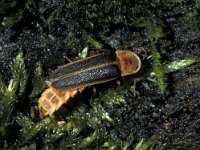 Lampyris zenkeri 5, ex larva, Saxifraga-Frits Bink