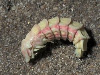 Lampyris zenkeri 7, ex larva, Saxifraga-Frits Bink
