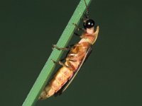 Lampyris zenkeri 8, ex larva, Saxifraga-Frits Bink