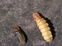 Lampyris zenkeri 9, ex larva, Saxifraga-Frits Bink