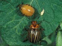 Leptinotarsa decemlineata 10, Coloradokever, larva and beetle, Saxifraga-Frits Bink