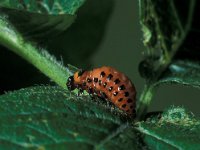 Leptinotarsa decemlineata 11, Coloradokever, larva, Saxifraga-Frits Bink
