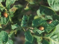Leptinotarsa decemlineata 12, Coloradokever, larvae, Saxifraga-Frits Bink