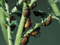 Leptinotarsa decemlineata 13, Coloradokever, larvae, Saxifraga-Frits Bink