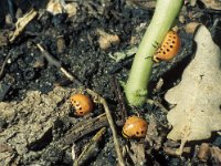 Leptinotarsa decemlineata 14, Coloradokever, larva, Saxifraga-Frits Bink