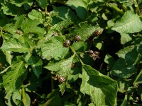 Leptinotarsa decemlineata 21, Coloradokever, Saxifraga-Harry van Oosterhout : insect, coloradokever, nachtschade, aardappelplant, vraatschade