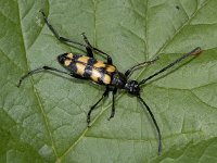 Leptura quadrifasciata, Four-banded Longhorn Beetle